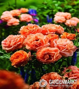 Mini Rose Orange 1 St.