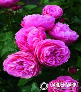 Englisch Park Rose Rosa 1 St.