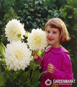 Dahlie White Perfection 1 St.
