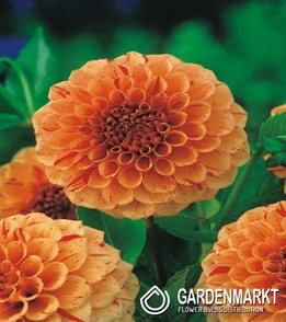 Dahlie Lupin Orange 1 St.