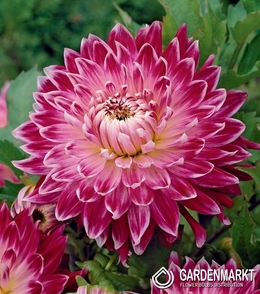 Dahlie Vancouver 1 St.