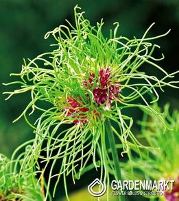 Zierlauch Allium Hair 5 St.