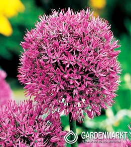 Zierlauch Allium Aflatunense 3 St.