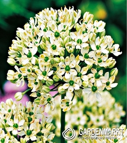 Zierlauch Allium Nigrum 3 St.