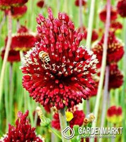 Zierlauch Allium Red Mohican St.