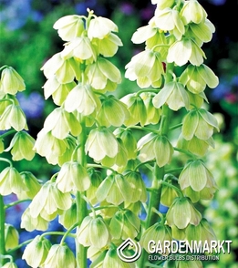 Fritillaria Persica White 1 St.