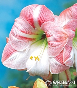 Hippeastrum Amaryllis Apple Blossom 1 St.