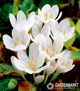 Herbstzeitlose Colchicum Autumnale Album 1 St.