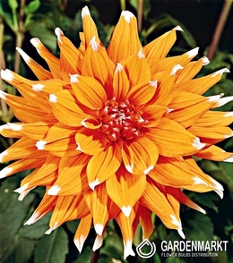 Dahlie Color Spectacle 1 St.