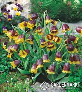 Fritillaria Michalovskyi 5 St.