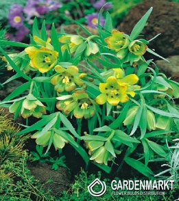 Fritillaria Pontica 5 St.