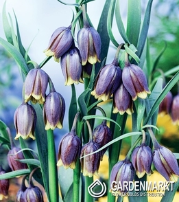 Fritillaria Uva Vulpis 5 St.