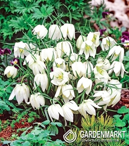 Fritillaria Meleagris Alba 5 St.