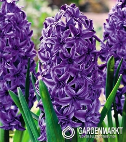 Gefüllte Hyazinthe Lili Purple 1 St.