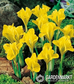 Zwergiris Iris Reticulata Danfordia 10 St.