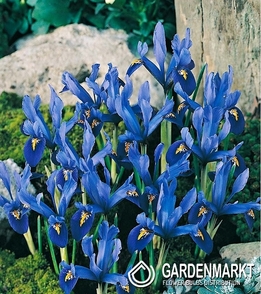 Zwergiris Iris Reticulata Harmony 10 St.