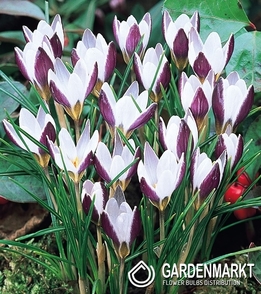 Frühlingskrokus Lady Killer 10 St.