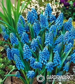 Traubenhyazinthe Muscari Armeniacum 10 St.