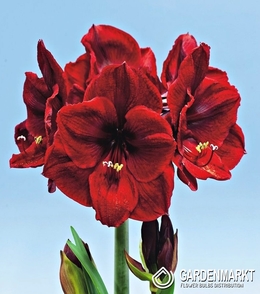 Hippeastrum Amaryllis Benfica 1 St.