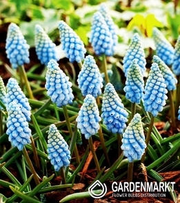 Traubenhyazinthe Muscari Valerie Finisch 10 St.