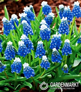 Traubenhyazinthe Muscari Touch Of Snow 10 St.