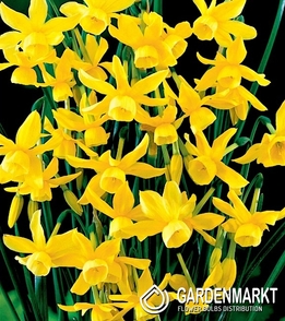 Narcissi Botanische Hawera 5 St.