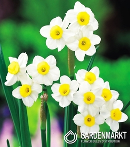 Narcissi Botanische Minnow 5 St.