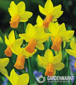 Narcissi Botanische Jetfire 5 St.