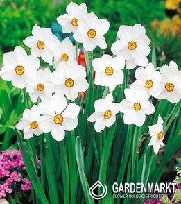 Narcissi Botanische Actaea 5 St.