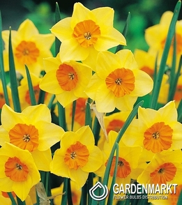 Narcissi Botanische Suzy 5 St.