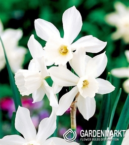 Narcissi Botanische Thalia 5 St.