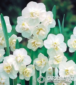 Narzisse Duftend Cheerfulness 5 St.
