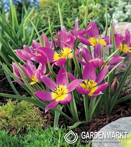 Tulpe Botanische Eastern Star 5 St.