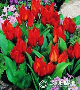 Tulpe Botanische Tubergen's Variety 5 St.