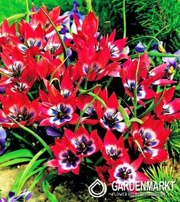 Tulpe Botanische Little Beauty 5 St.