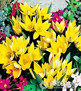 Tulpe Botanische Urumiensis 5 St.