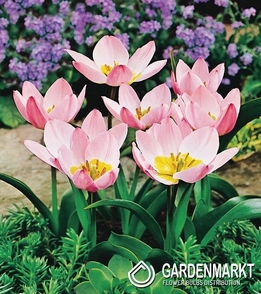 Tulpe Botanische Saxatilis 5 St.