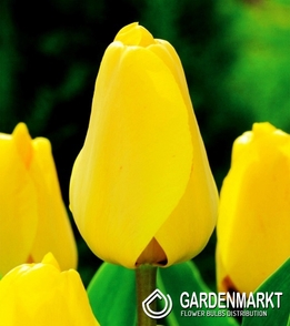 Tulpe Darwin Golden Apeldorn 5 St.