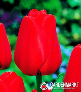 Tulpe Darwin Apeldorn 5 St.