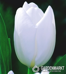 Tulpe Darwin Hakun 5 St.