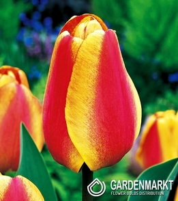 Tulpe Darwin Apeldorn's Elite 5 St.