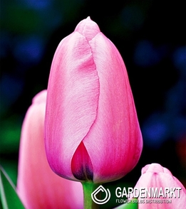 Tulpe Darwin Pink Impression 5 St.