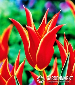 Tulpe Lily Aladdin 5 St.