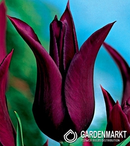 Tulpe Lily Burgundy 5 St.