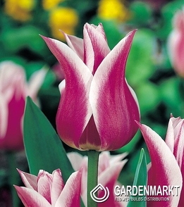 Tulpe Lily Ballade 5 St.