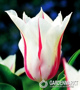 Tulpe Lily Marilyn 5 St.
