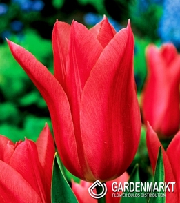 Tulpe Lily Mariette 5 St.