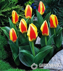 Tulpe Klein Stresa 5 St.