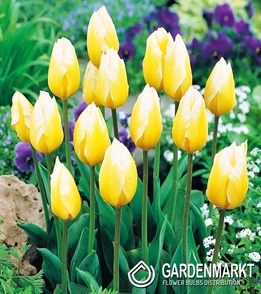 Tulpe Klein Sweet Heart 5 St.