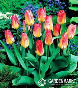 Tulpe Klein Flamming Empreror 5 St.